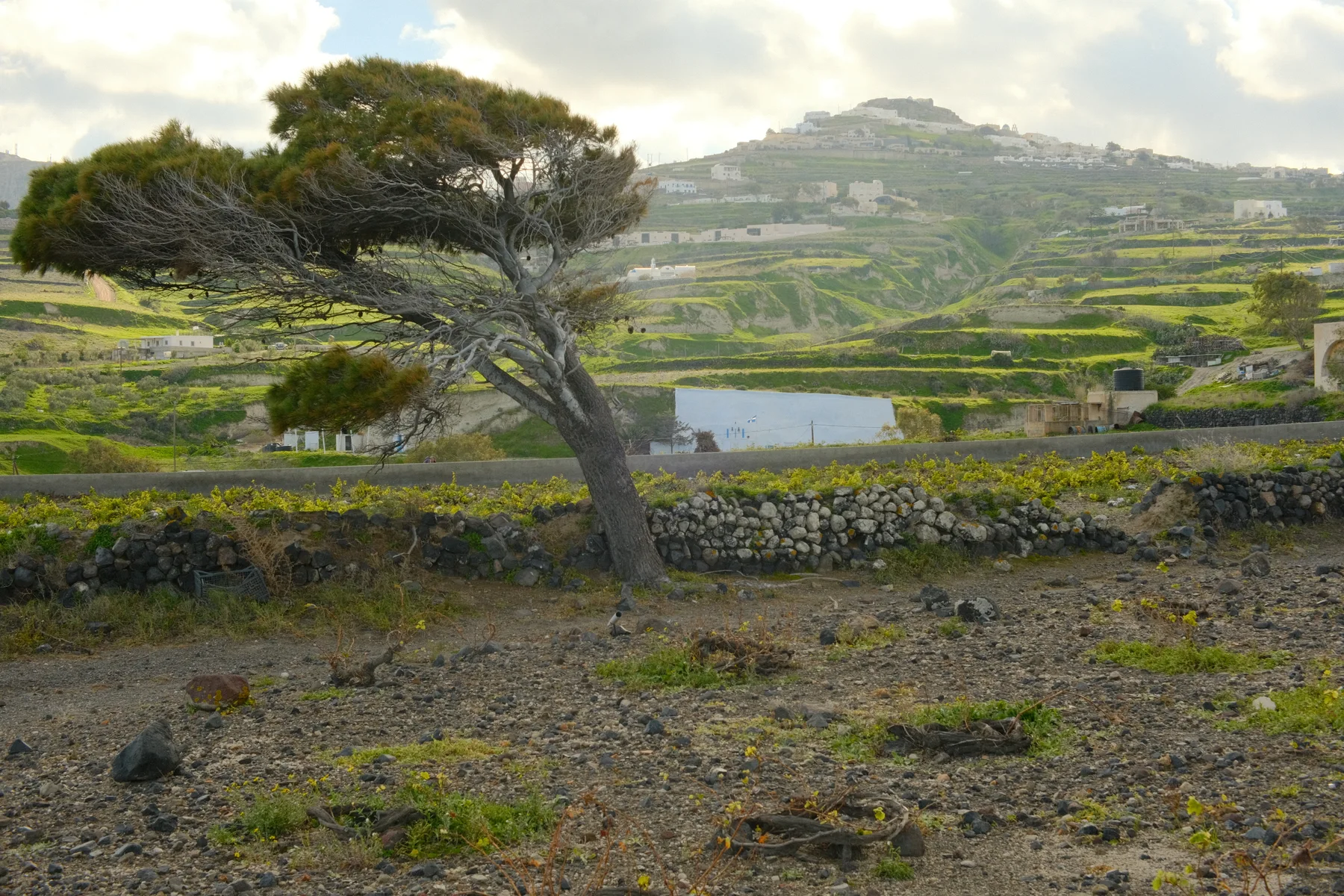 Wind-shaped tree overlooking Santorini vineyards