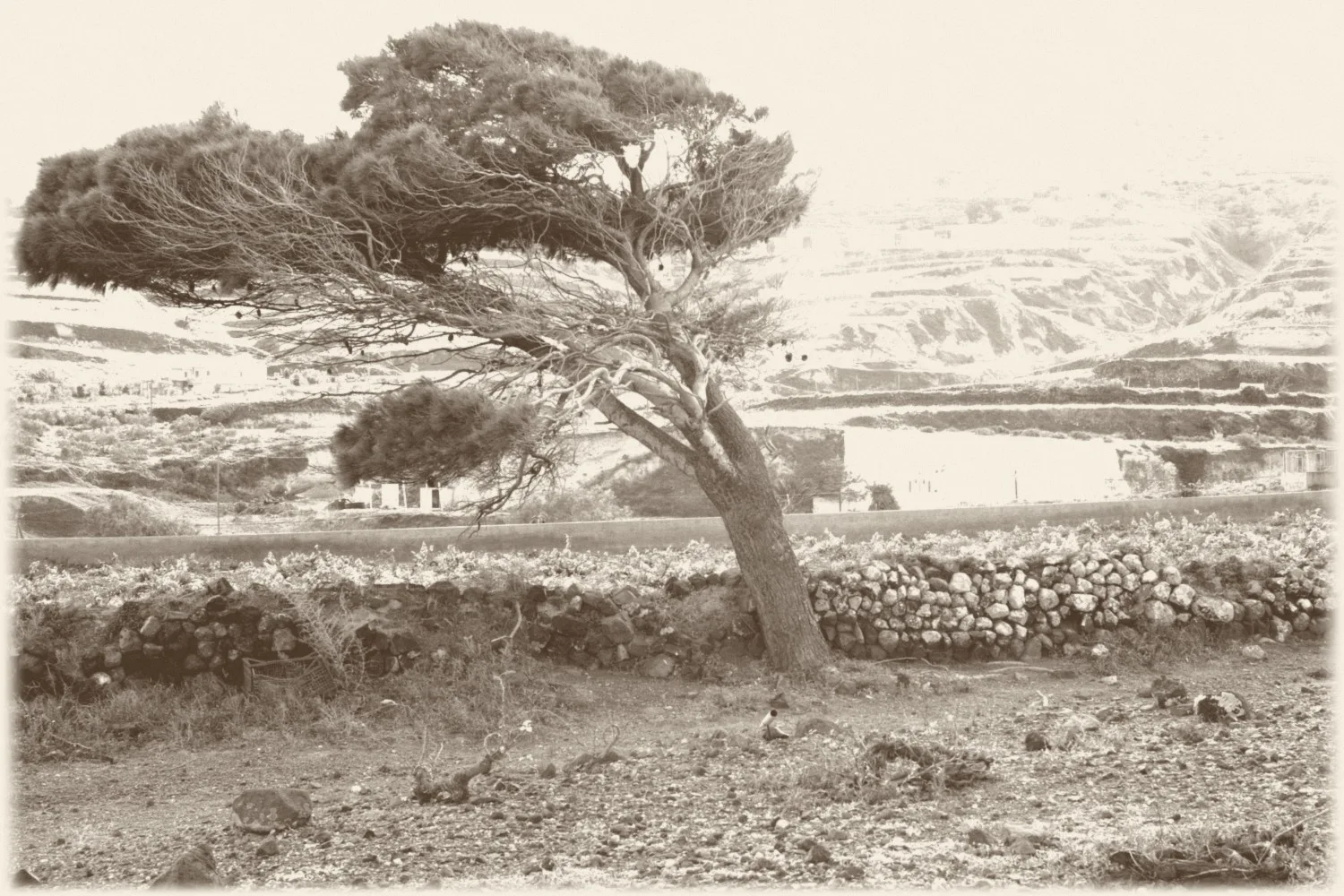 Wind-shaped tree overlooking Santorini vineyards