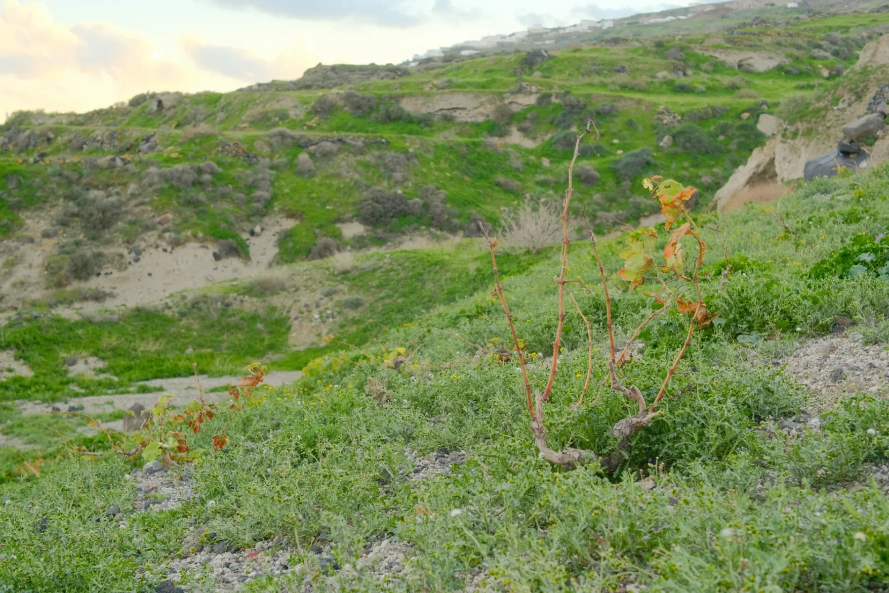 Potamos · photograph 1