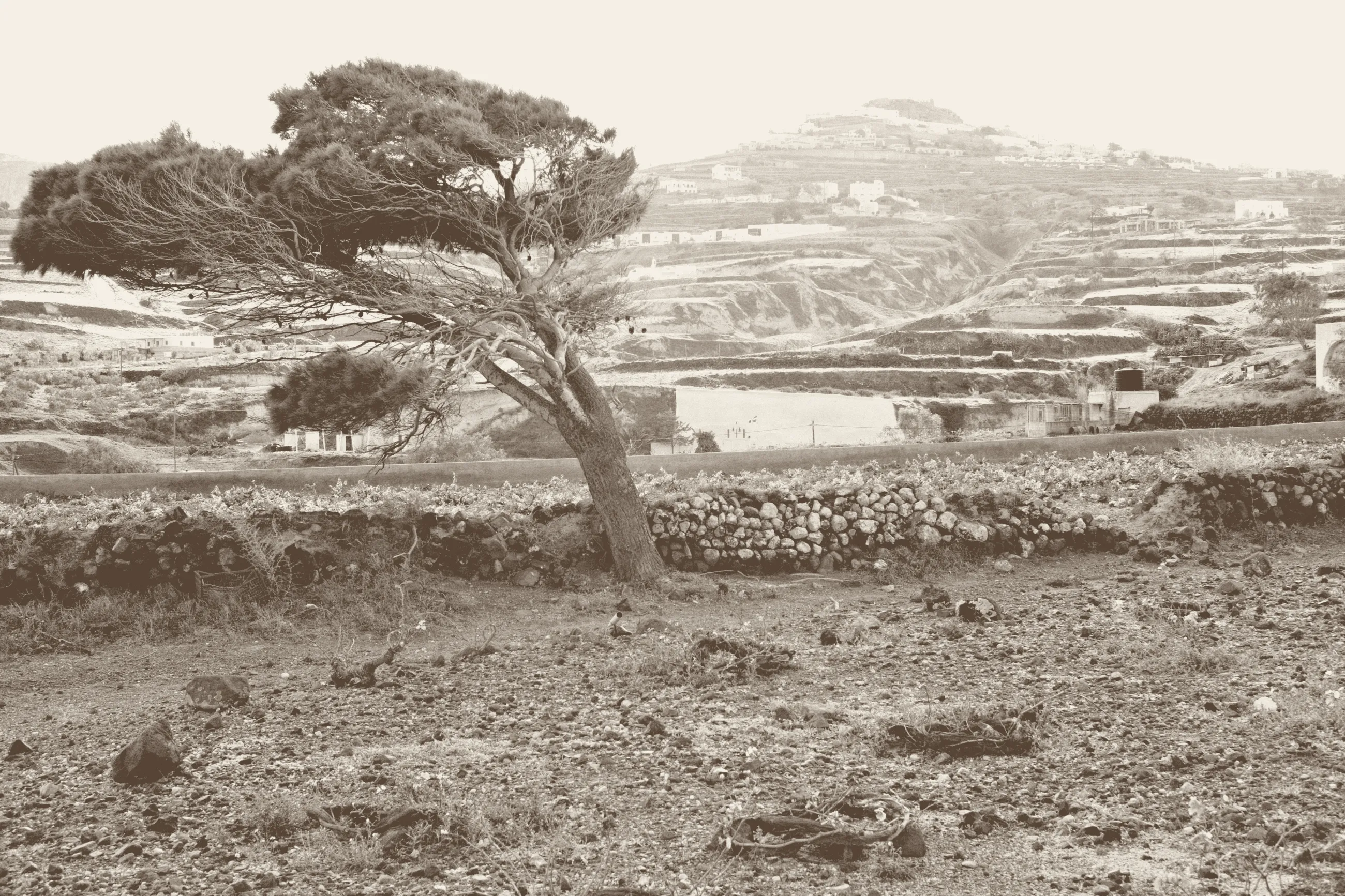 A wind-bent pine over a dry-stone wall and the vineyards of Vothonas, with Pyrgos on the hill