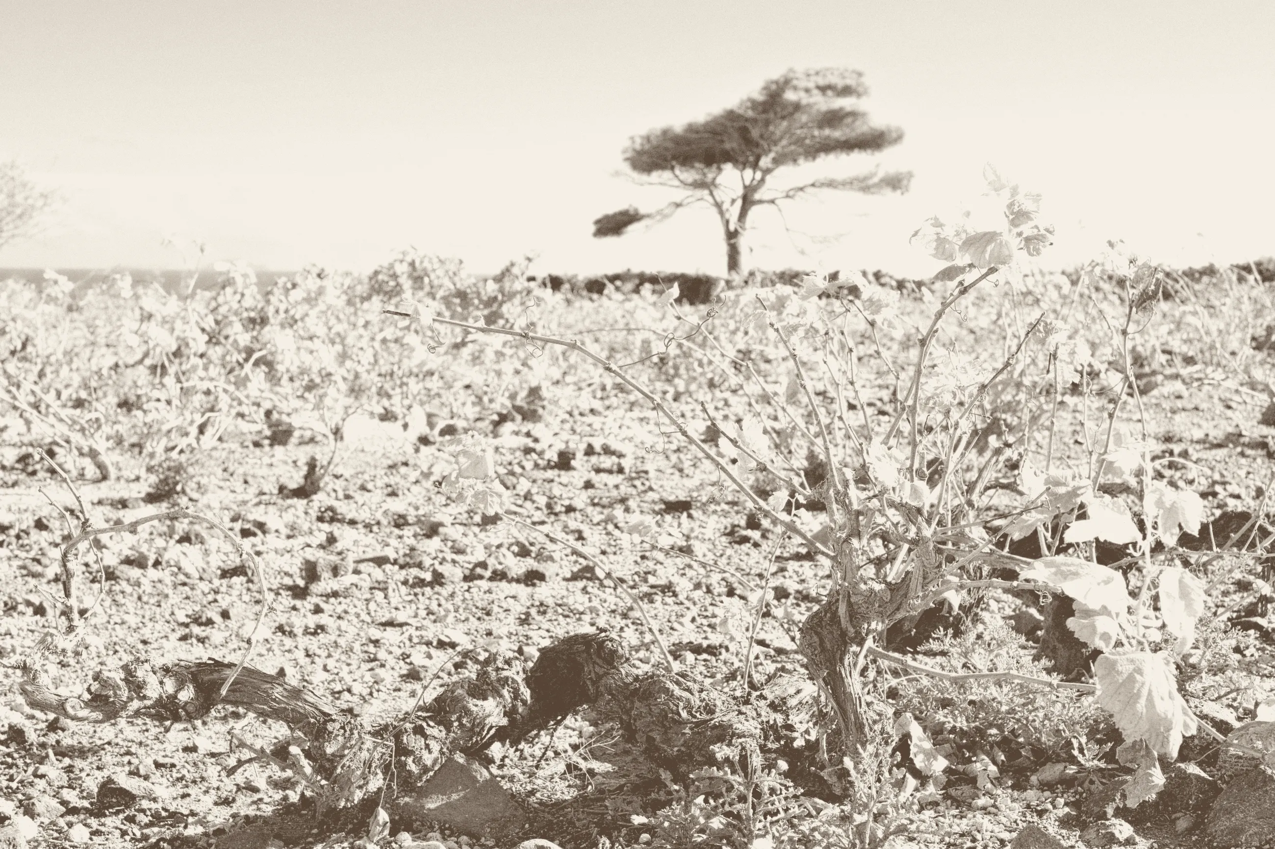 First leaves on an old vine in the volcanic soil of Vothonas, the wind-bent tree of the label on the horizon