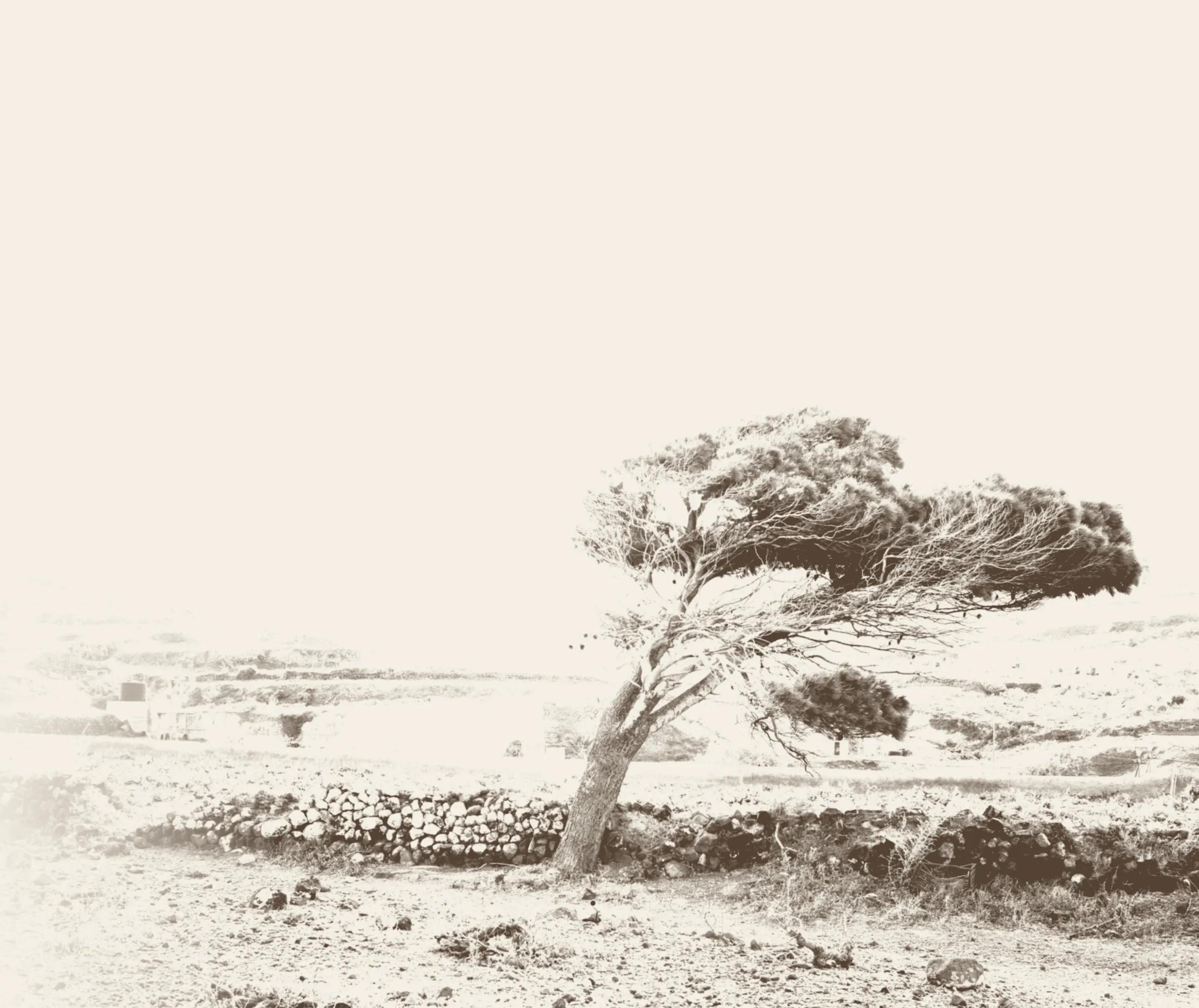 A wind-bent tree above a dry-stone wall in Vothonas, Santorini